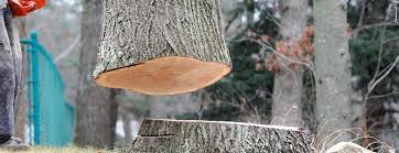 Best Tree Preservation Services  in Tubac, AZ