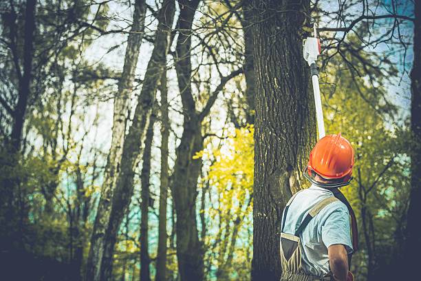 How Our Tree Care Process Works  in  Tubac, AZ